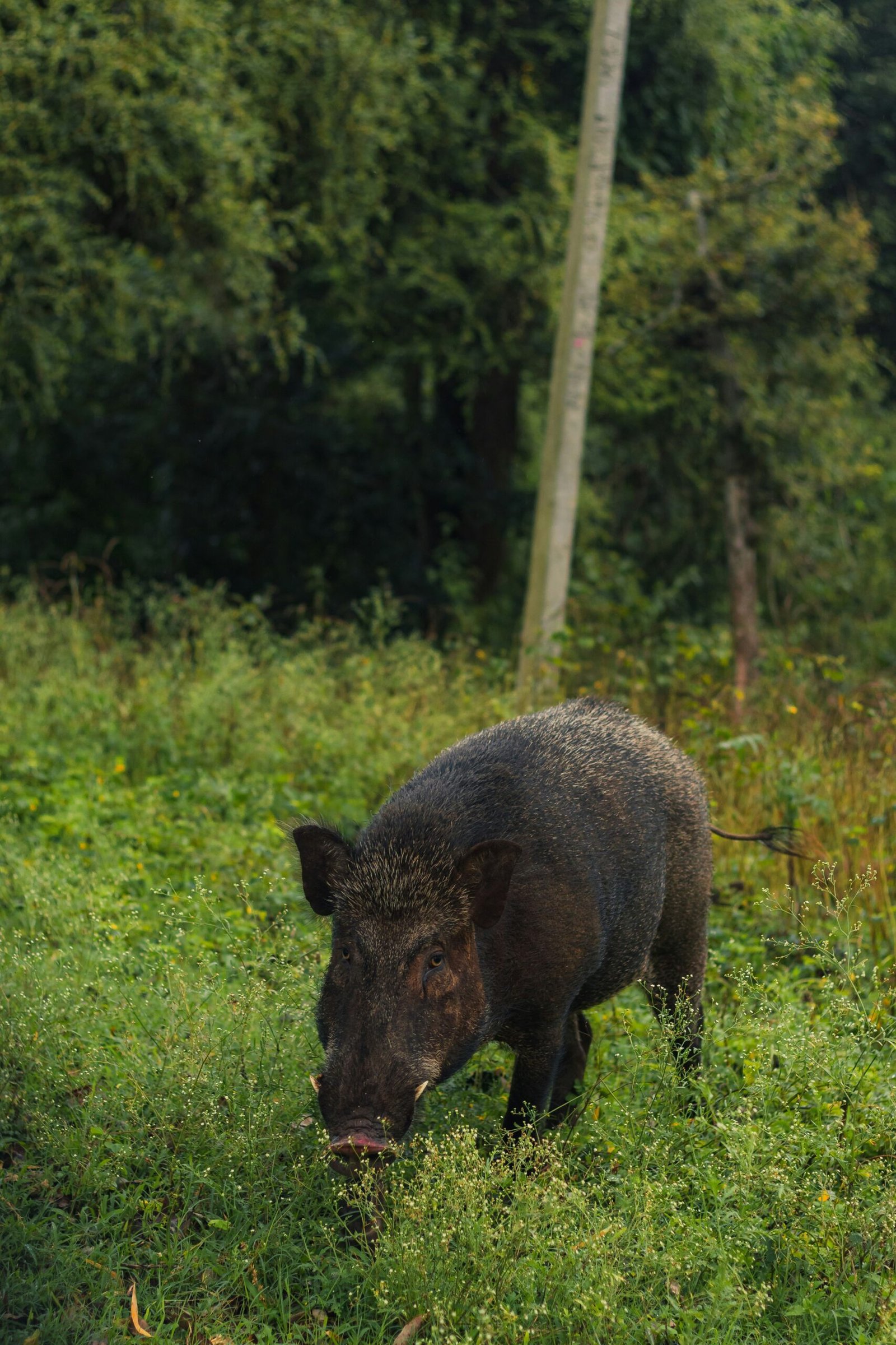 A wild boar grazes in a grassy field