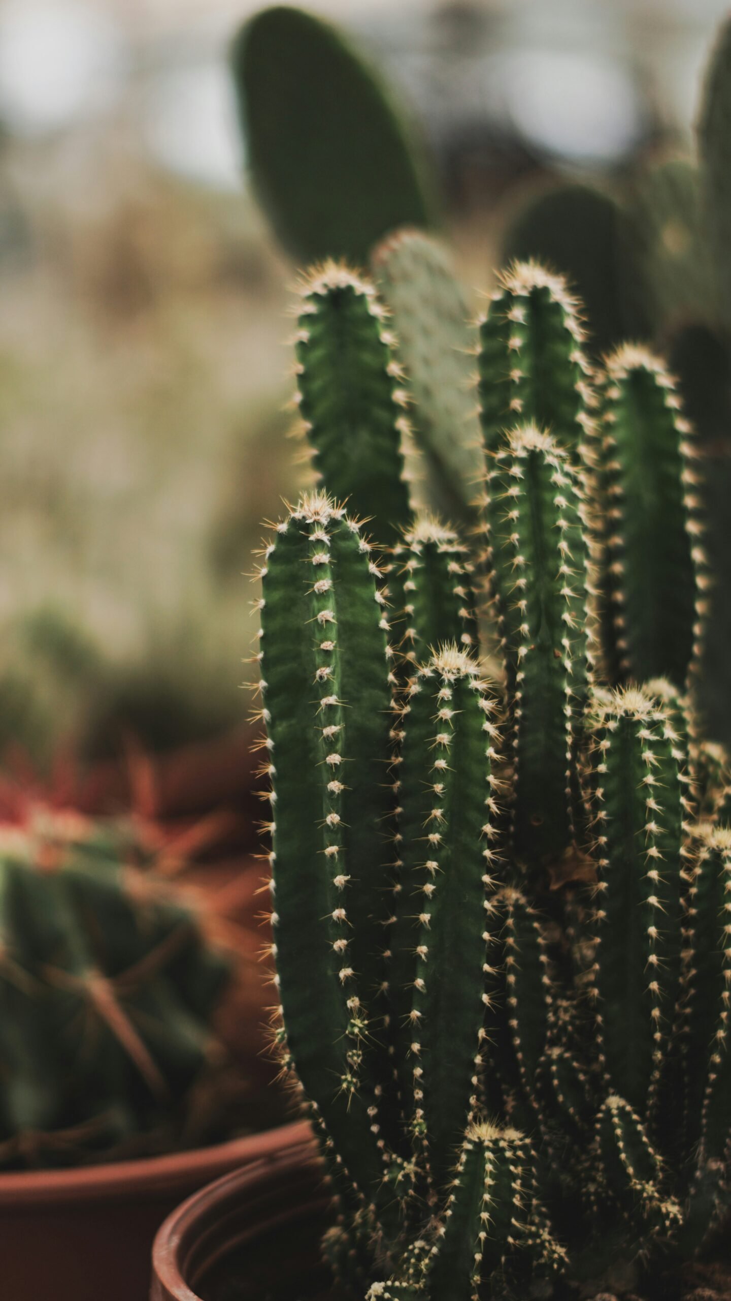 a close up of a cactus in a pot